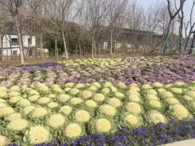 南京文旅集团明外郭风光带公司党总支积极探索“助农兴绿 村企共赢”新路径